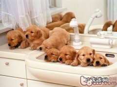 警醒五种家居饰品对小狗的损害