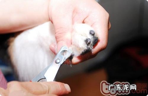 对狗狗美容的八大知识点分析