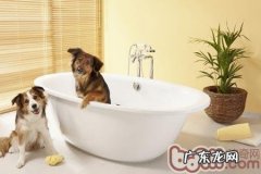 对狗狗美容的八大知识点分析