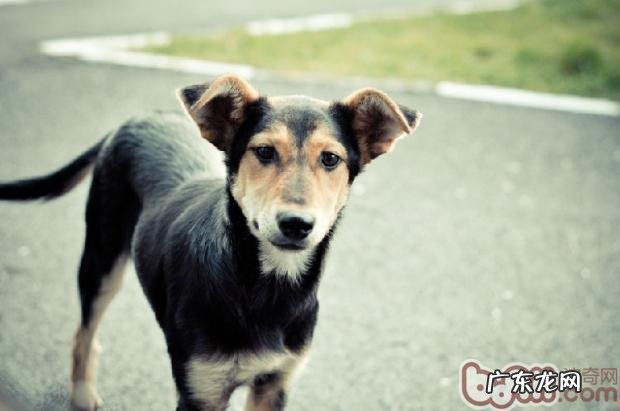 领养狗狗的常见问题