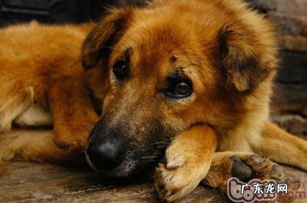 领养狗狗的常见问题