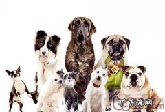 领养狗狗的常见问题