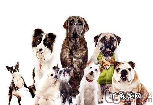 领养狗狗的常见问题