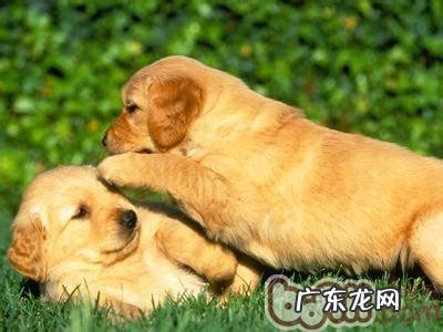 三种错误做法可损害小狗心里健康