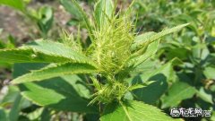 苍术和茯苓可以一起泡水喝吗对身体有哪些好处