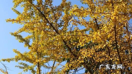 怎样形容秋天的银杏树 怎样形容银杏树的美