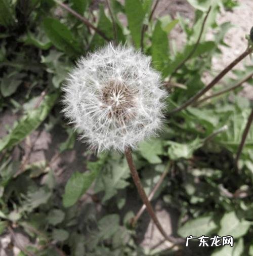 蒲公英泡水喝有什么作用和功效 蒲公英的作用和功能主治