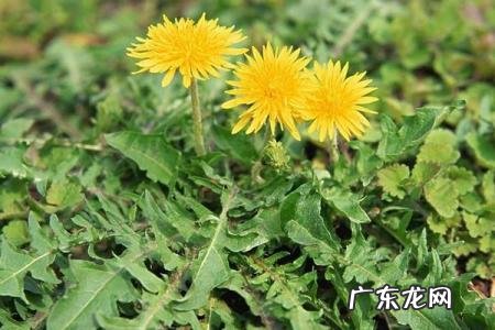 蒲公英泡水喝有什么作用和功效 蒲公英的作用和功能主治