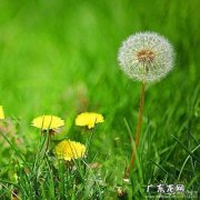 关于蒲公英的唯美诗词