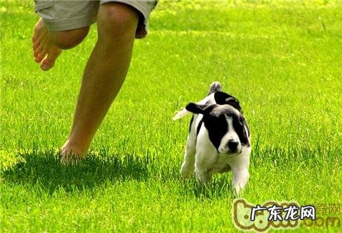 冬天合适带小狗做的健身运动