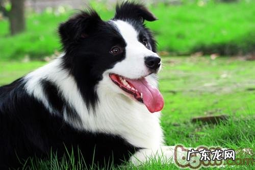 综合性考虑检测狗狗智商