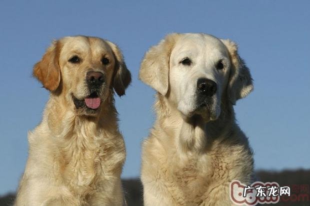 一个小狗好孤单，家里养两只狗的疑难问题分析