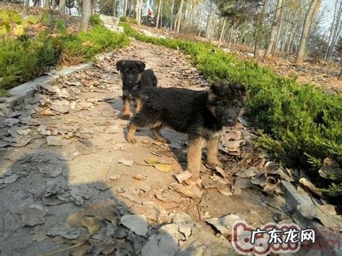 务必掌握的小狗睡眠质量基本常识