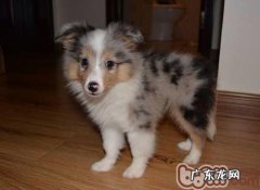 务必掌握的小狗睡眠质量基本常识