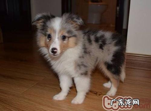 务必掌握的小狗睡眠质量基本常识