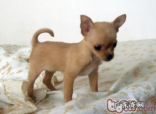 务必掌握的小狗睡眠质量基本常识