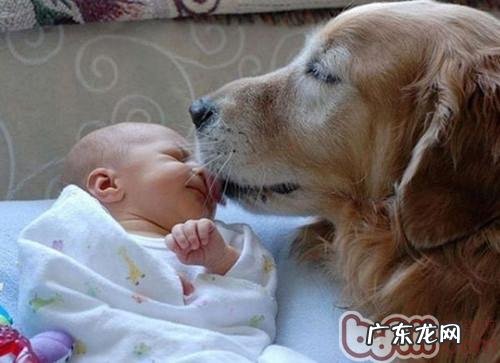 详尽分析小狗认主的缘故