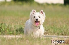 秋冬季时节小狗的保养关键点