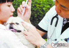 为小狗按时做健康体检的重要性