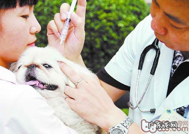 为小狗按时做健康体检的重要性