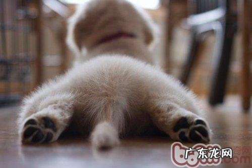 了解小狗的肛门腺