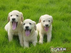 金毛幼狗的喂养注意事项