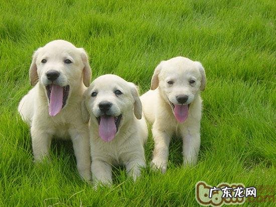 金毛幼狗的喂养注意事项