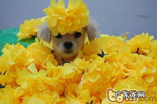 家养宠物该如何选择清洁液