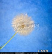 蒲公英被风吹走的场景描写
