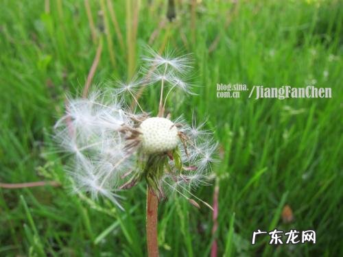 蒲公英被风吹走的场景描写