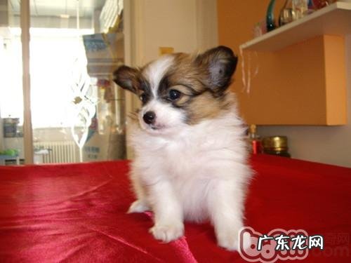 被犬猫弄伤后需引起重视