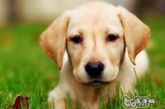 喂养拉布拉多犬前的充分准备