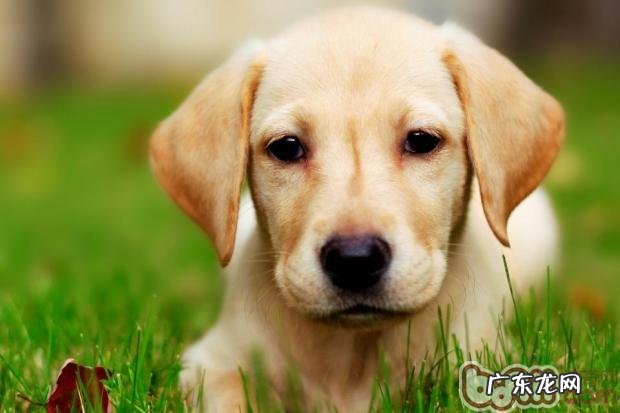 喂养拉布拉多犬前的充分准备