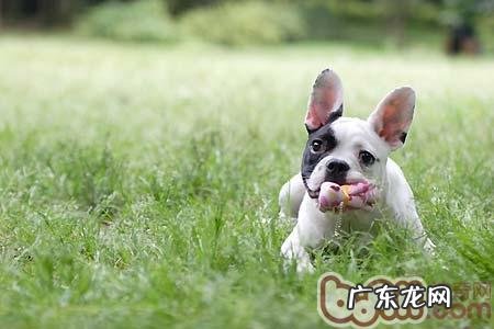 教你动手能力给小狗做玩具