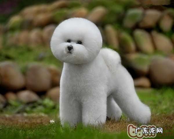 十一个特性对你说vip和比熊的差别