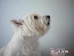 如何操纵小狗的主题活动地区