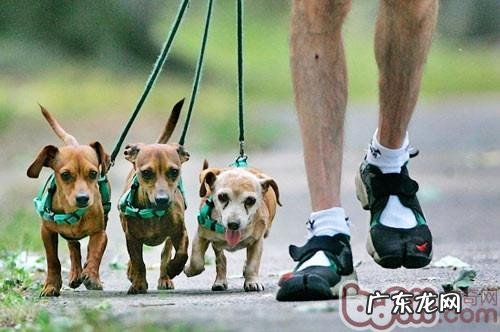 小狗散散步大学问大分析