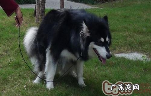 小狗散散步大学问大分析