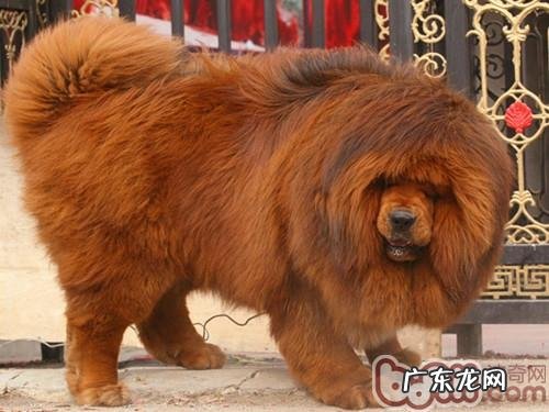 如何认真与小狗沟通交流