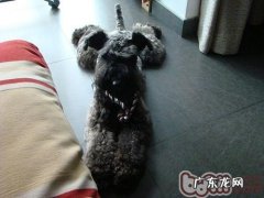 宠物犬合适玩什么小玩具