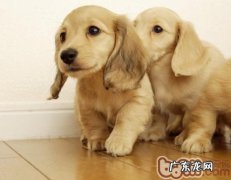 小金毛如何恰当饲养