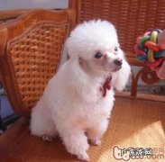 宠物犬在各季的生长习性管理方法