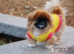 为幼狗喂养要尽可能规律性