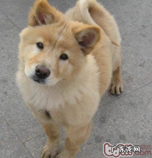 小狗想给你守候的一些主要表现