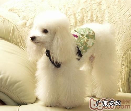 冬季饲养vip有什么窍门