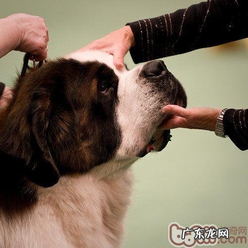 能给小狗吃蔬菜吗