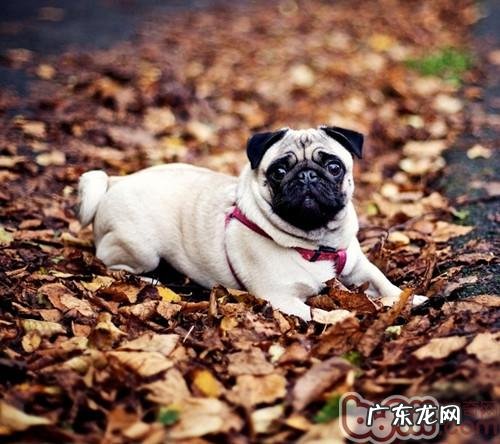 狗狗健康饮食搭配有哪些窍门