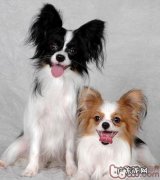 狗狗磨牙期如何照顾