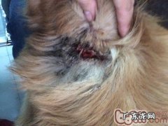 枷锁对宠物犬的安全隐患