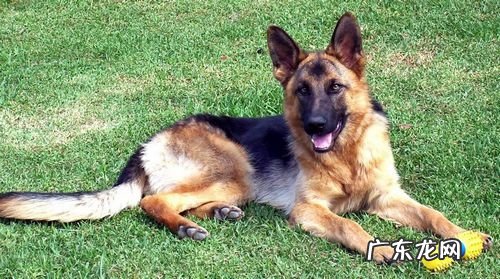 带小狗出门散散步的利弊